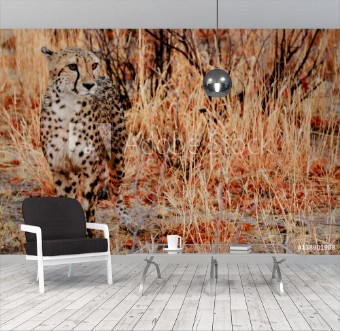 Picture of Camouflagge Cheetah